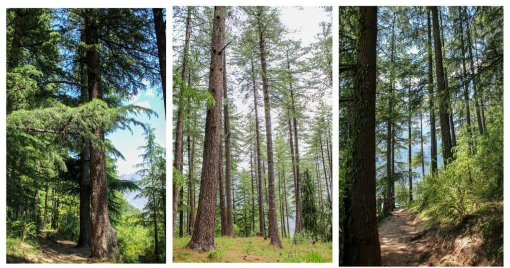 Forests of Sainj Valley