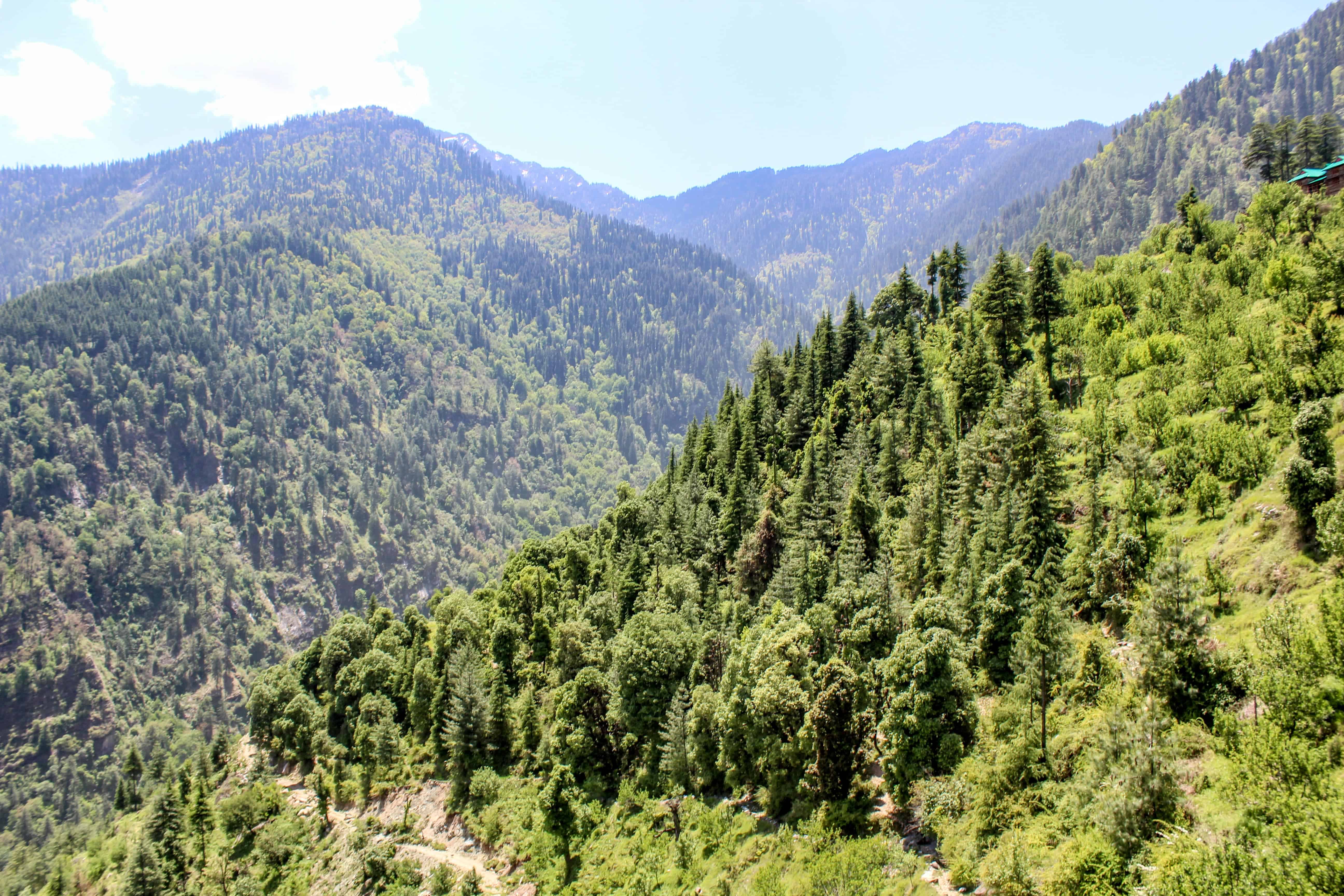 Forests in Sainj Valley