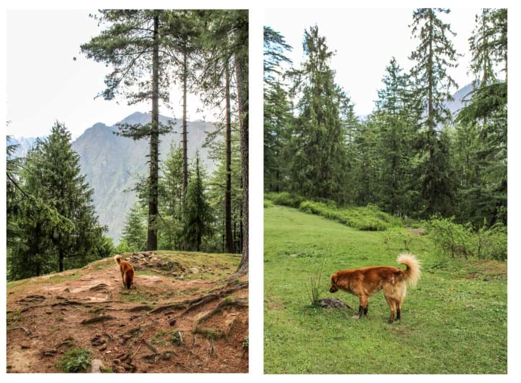 A furry companion in Sainj Valley trek