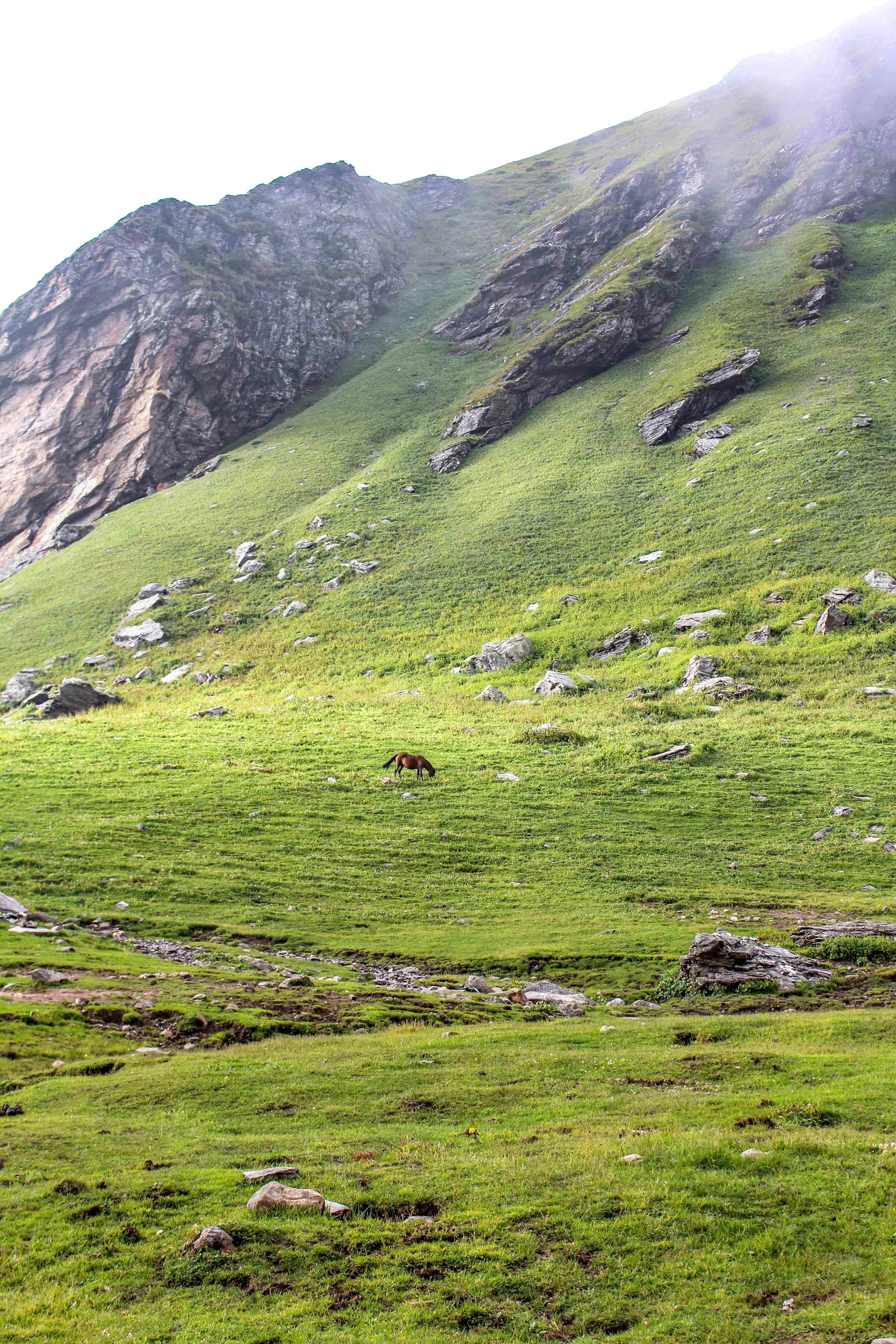 Horse grazing in Rola Khuli