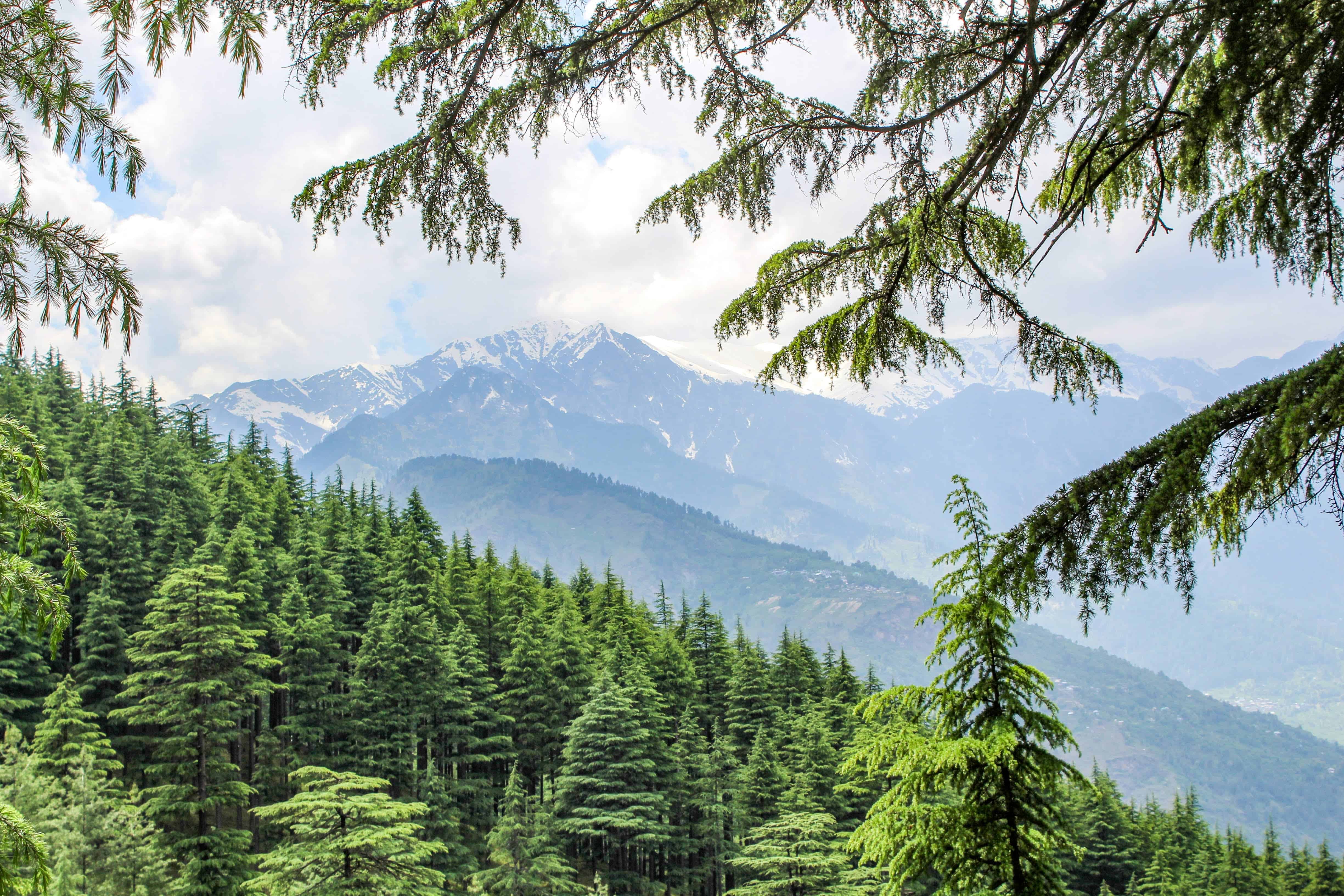 View of the forests and snow capped mountains in Manali